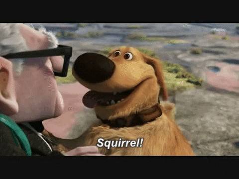 dog-from-up-squirrel-gif.gif